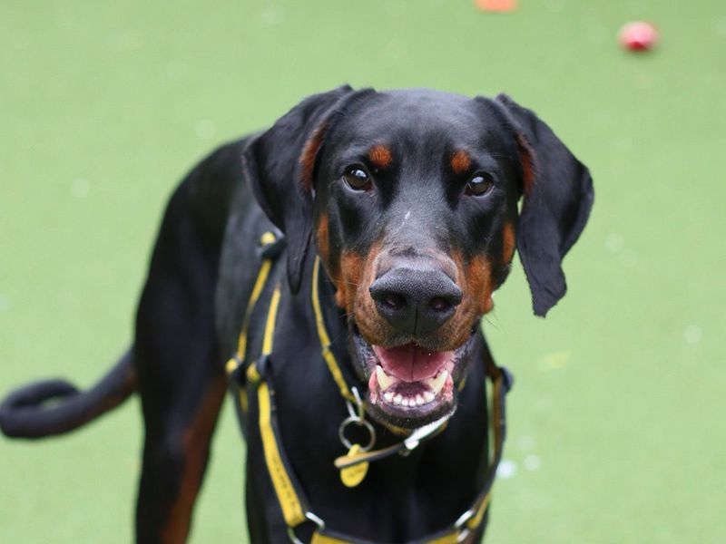 undefined | Dobermann | undefined - 2