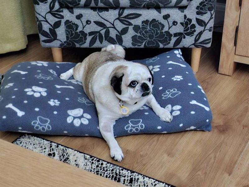 Coconut, a 6 years old male Pug available for adoption from Dogs Trust in Basildon, Essex
