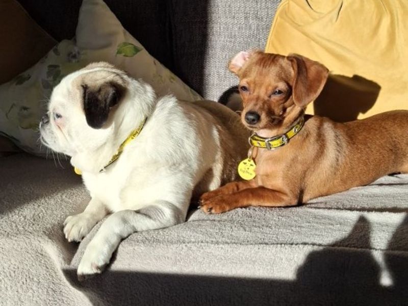 Pug for adoption in Wickford, Essex – 5 years old - Image 2 of 2