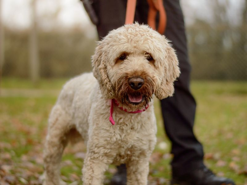 Frank | Spaniel (Cocker) Cross | Kenilworth (West Midlands) - 1