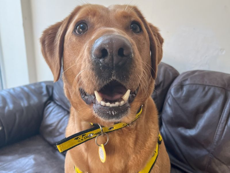 Flame, a 4 years old female Golden Retriever available for adoption from Dogs Trust in Loughborough, Leicestershire