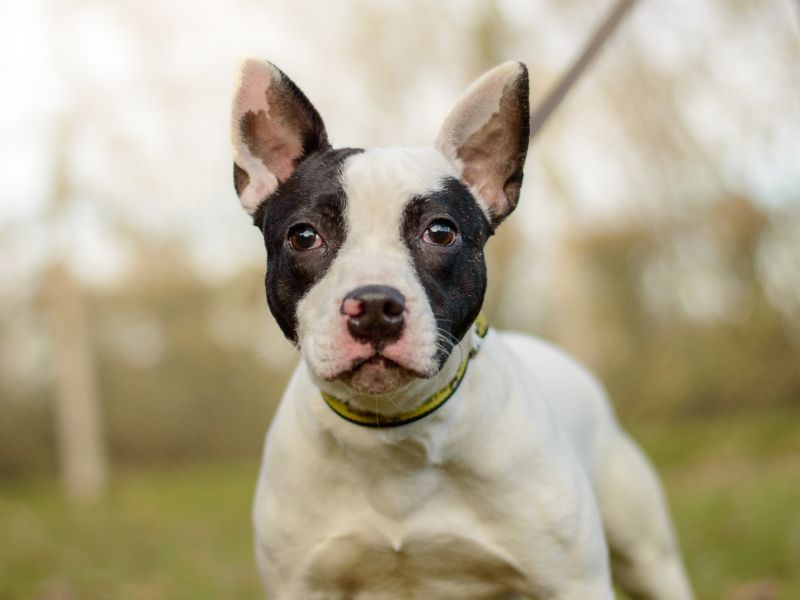 Staffordshire Bull Terrier for adoption in Kenilworth, Warks – 1 year old - Image 2 of 2