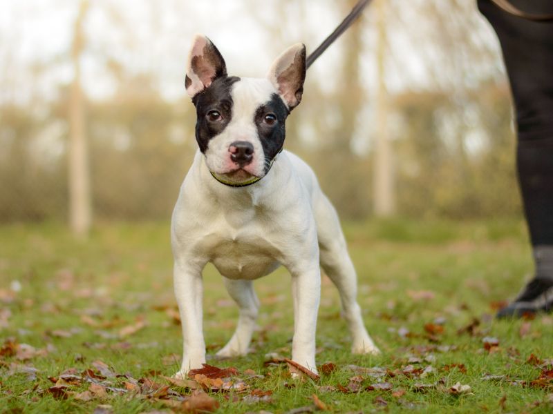 Staffordshire Bull Terrier for adoption in Kenilworth, Warks – 1 year old