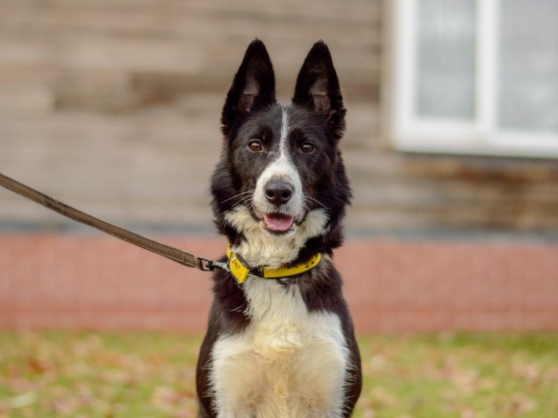 Tia | Collie (Border) | Kenilworth (West Midlands) - 1