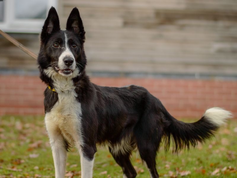 Border Collie for adoption in Kenilworth, Warks – 4 years old - Image 2 of 4