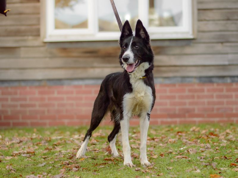 Border Collie for adoption in Kenilworth, Warks – 4 years old - Image 3 of 4