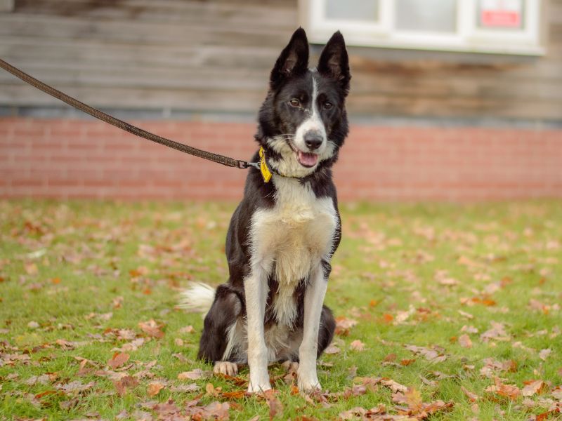 Border Collie for adoption in Kenilworth, Warks – 4 years old - Image 4 of 4