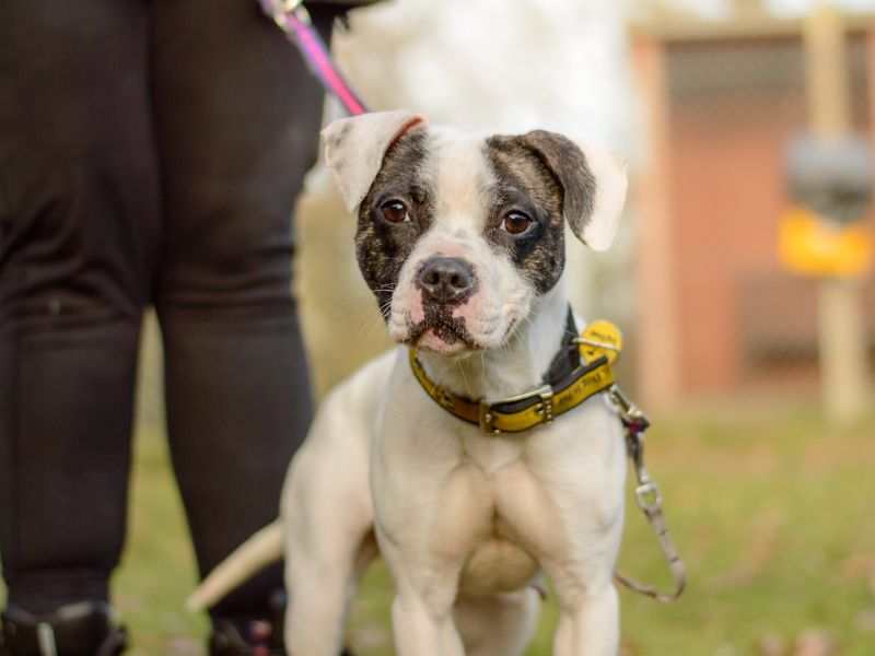 Staffordshire Bull Terrier for adoption in Kenilworth, Warwickshire – 2 years old - Image 3 of 3
