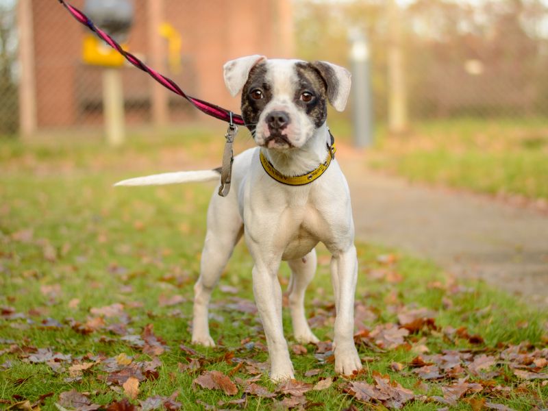 Staffordshire Bull Terrier for adoption in Kenilworth, Warks – 2 years old