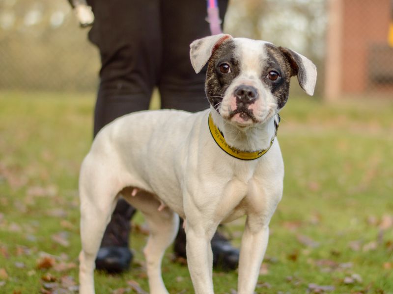 Staffordshire Bull Terrier for adoption in Kenilworth, Warwickshire – 2 years old - Image 2 of 3
