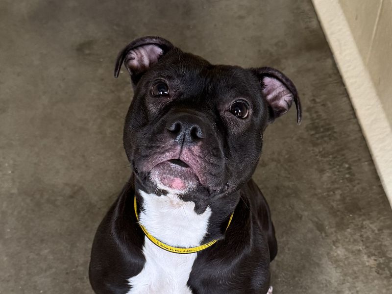 Saffi | Terrier (Staffordshire Bull) | Basildon (Essex) - 1