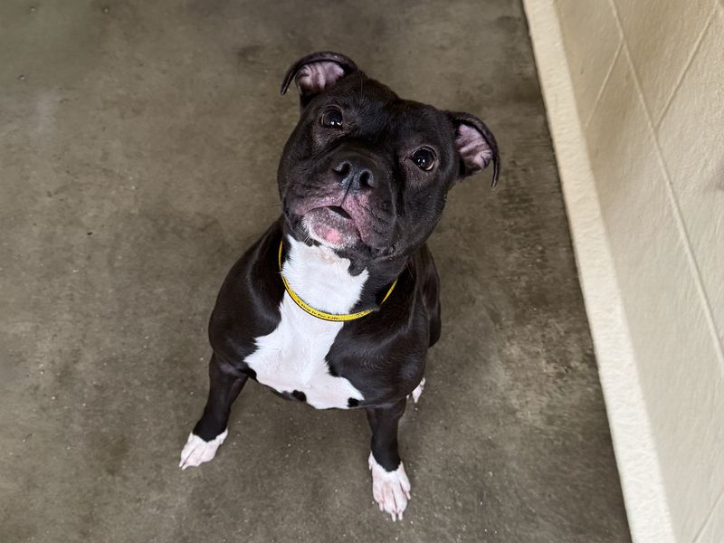 Staffordshire Bull Terrier for adoption in Wickford, Essex – 1 year old - Image 2 of 2