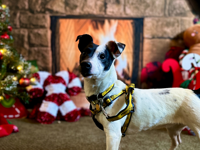 Jack Russell Terrier for adoption in Snetterton, Norfolk – 5 years old