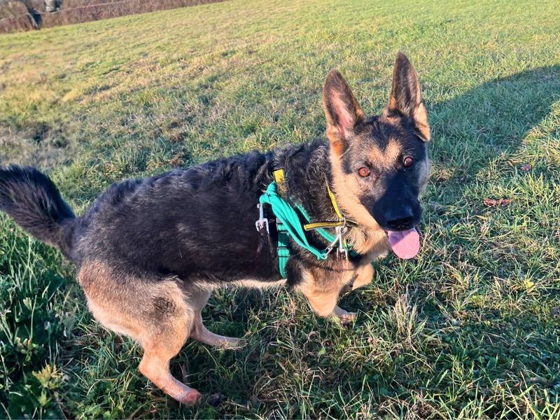 German Shepherd for adoption in Newton Tony, Wiltshire – 4 years old - Image 3 of 6