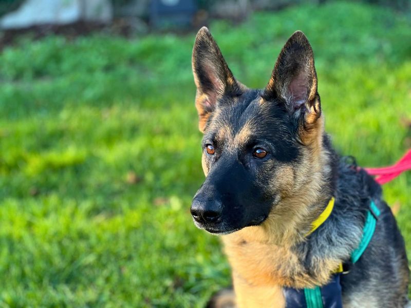 German Shepherd Dogs And Puppies For Adoption
