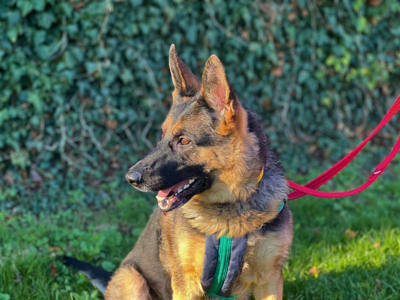 German Shepherd for adoption in Newton Tony, Wiltshire – 4 years old - Image 5 of 6