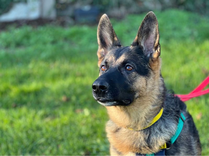 German Shepherd for adoption in Newton Tony, Wiltshire – 4 years old - Image 6 of 6