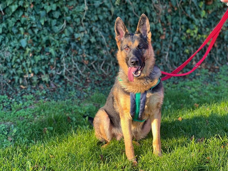 German Shepherd for adoption in Newton Tony, Wiltshire – 4 years old - Image 4 of 6