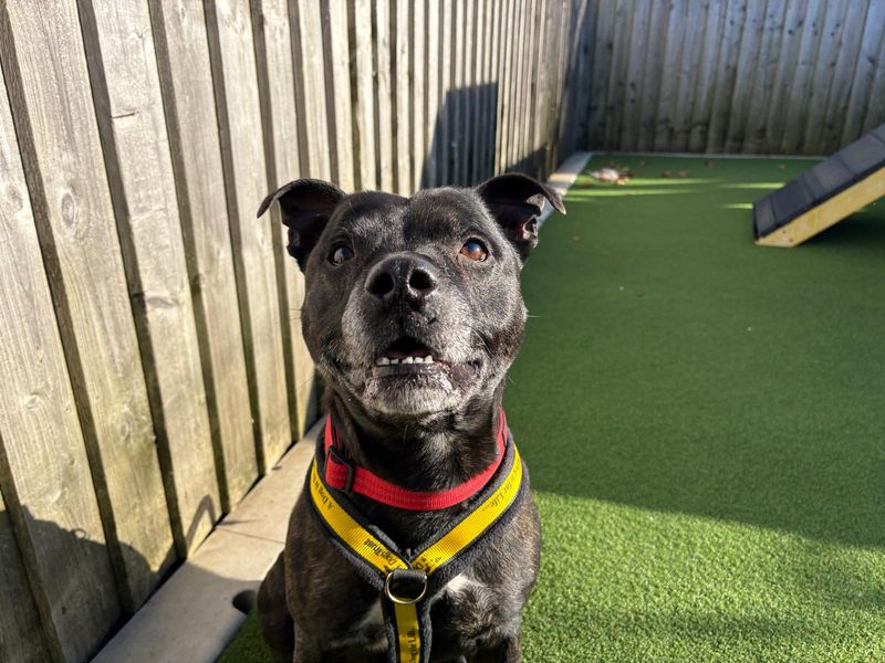 Staffordshire Bull Terrier for adoption in Cardiff – 6 years old - Image 2 of 5