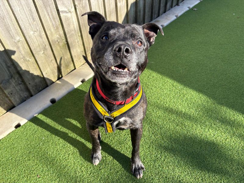 Rio | Terrier (Staffordshire Bull) | Cardiff - 1