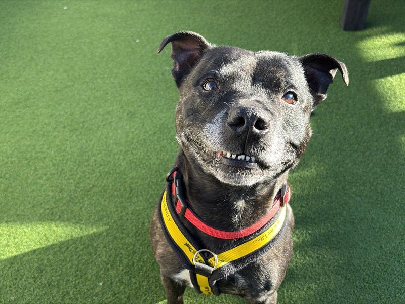 Staffordshire Bull Terrier for adoption in Cardiff – 6 years old - Image 3 of 5