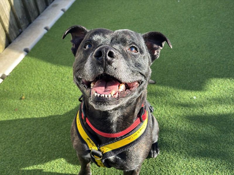 Staffordshire Bull Terrier for adoption in Cardiff – 6 years old - Image 4 of 5