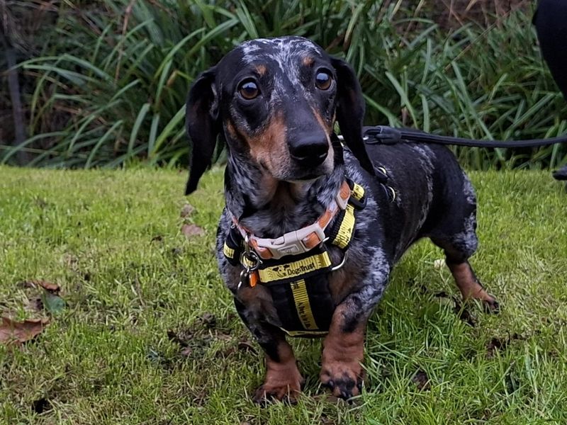Dotty, a 6 years old female Miniature Dachshund available for adoption from Dogs Trust in Ilfracombe, Devon