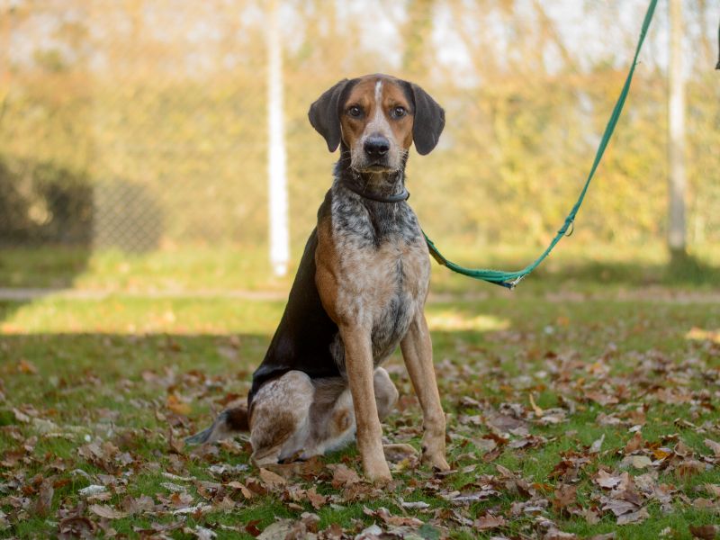 Banjo, a 4 years old male Foxhound available for adoption from Dogs Trust in Kenilworth, West Midlands