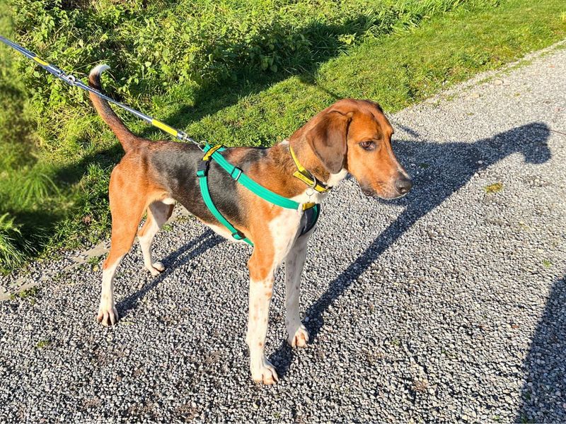 Wagner, a 6 years old male Foxhound available for adoption from Dogs Trust in Salisbury, Wiltshire
