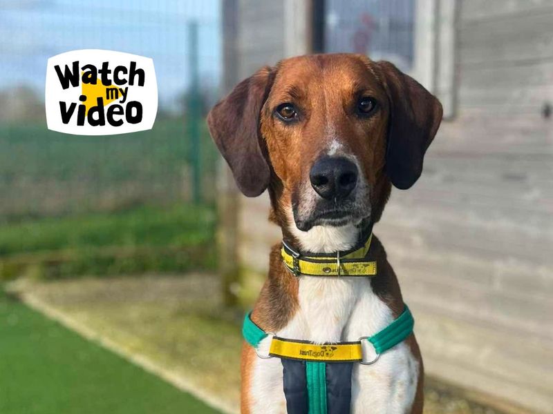 Wagner, a 6 years old male Foxhound available for adoption from Dogs Trust in Wiltshire