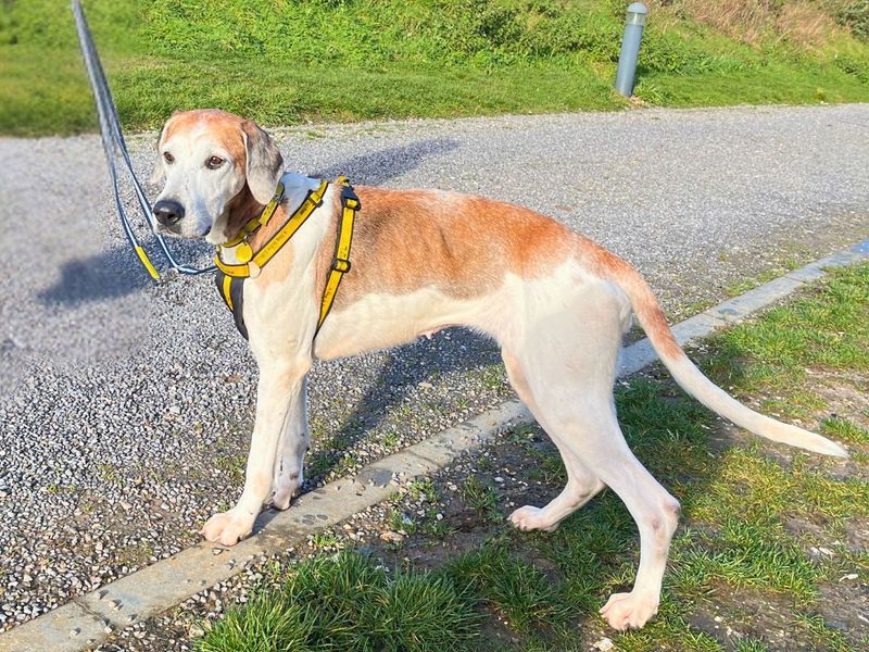 Bingo, a 8 years old female Unknown available for adoption from Dogs Trust in Salisbury, Wiltshire