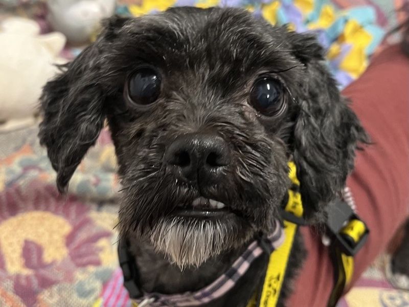 Shih Tzu for adoption in Ballymena, Co Antrim – 7 years old