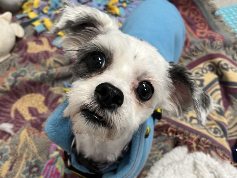 Shih Tzu for adoption in Ballymena, Co Antrim – 3 years old