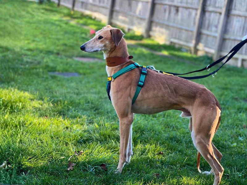 Stretch, a 4 years old male Saluki available for adoption from Dogs Trust in Salisbury, Wiltshire