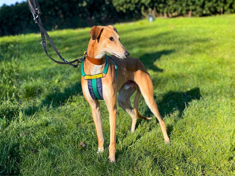 Stretch | Saluki Cross | Salisbury (Wiltshire) - 3