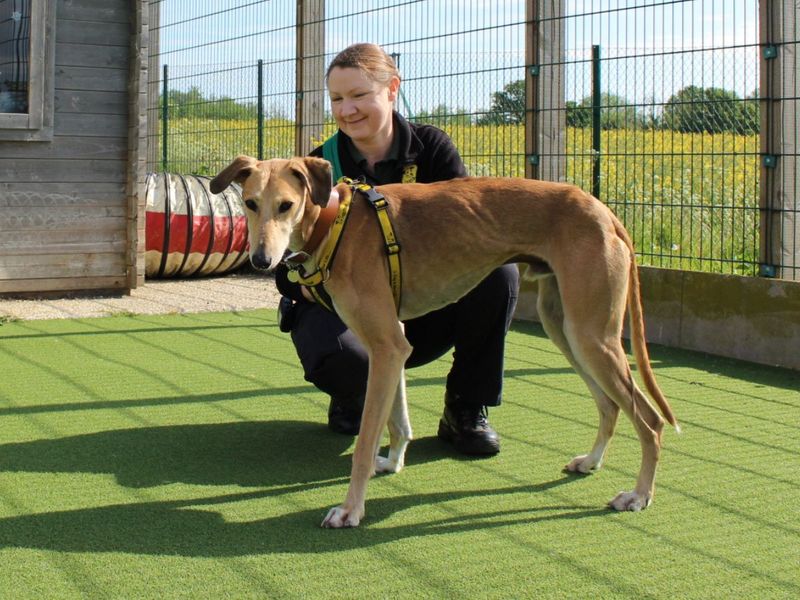 Stretch | Saluki Cross | Salisbury (Wiltshire) - 4