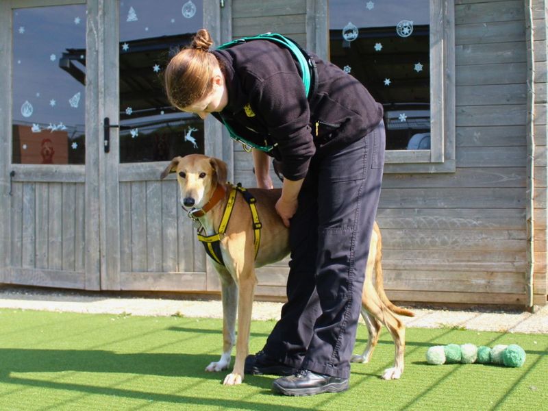 Stretch | Saluki Cross | Salisbury (Wiltshire) - 5