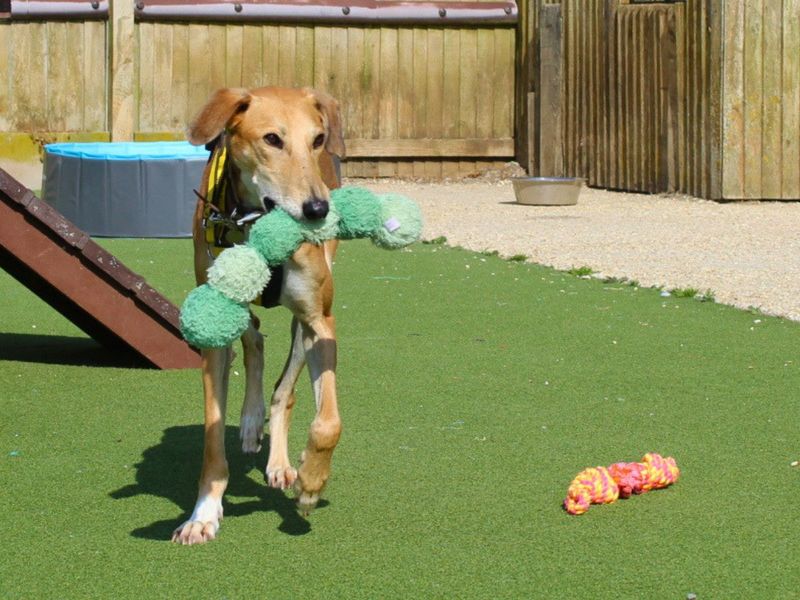 Stretch | Saluki Cross | Salisbury (Wiltshire) - 2