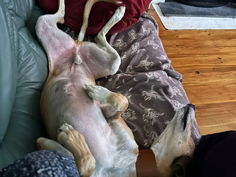 Stretch | Saluki Cross | Salisbury (Wiltshire) - 7