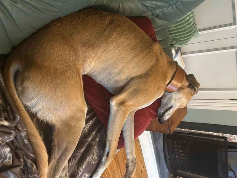 Stretch | Saluki Cross | Salisbury (Wiltshire) - 6