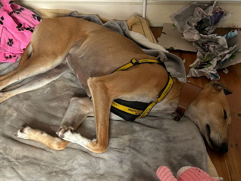 Stretch | Saluki Cross | Salisbury (Wiltshire) - 8