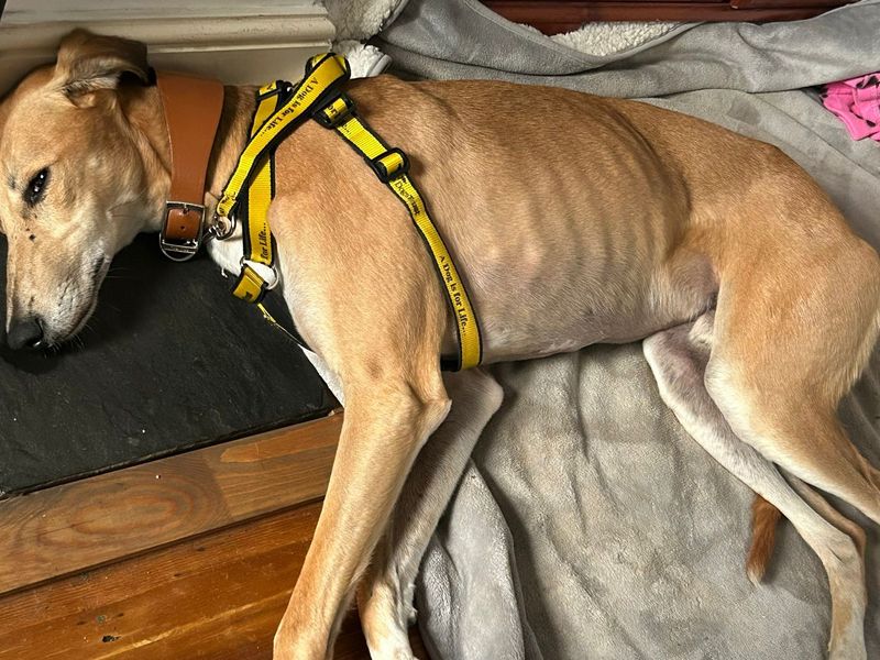 Stretch | Saluki Cross | Salisbury (Wiltshire) - 2