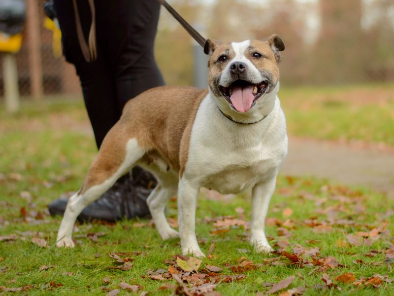 Staffordshire Bull Terrier for adoption in Kenilworth, Warwickshire – 3 years old - Image 2 of 4