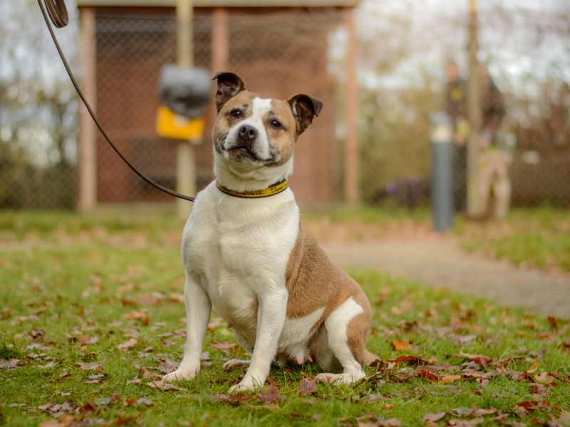 Staffordshire Bull Terrier for adoption in Kenilworth, Warwickshire – 3 years old - Image 4 of 4