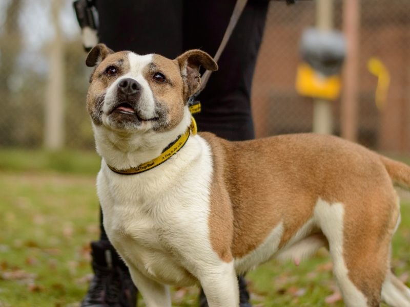 Mango, a 4 years old female Staffordshire Bull Terrier available for adoption from Dogs Trust in Kenilworth, Warwickshire