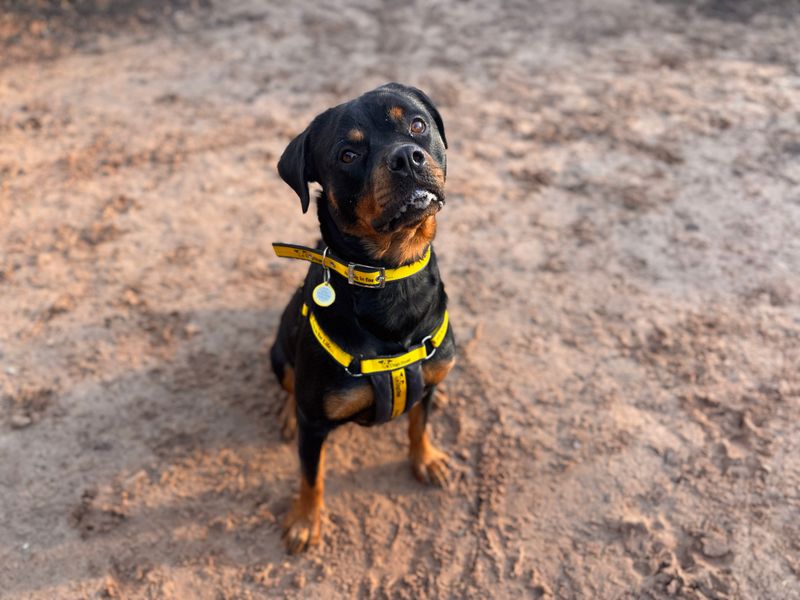 Brie | Rottweiler | Loughborough - 1