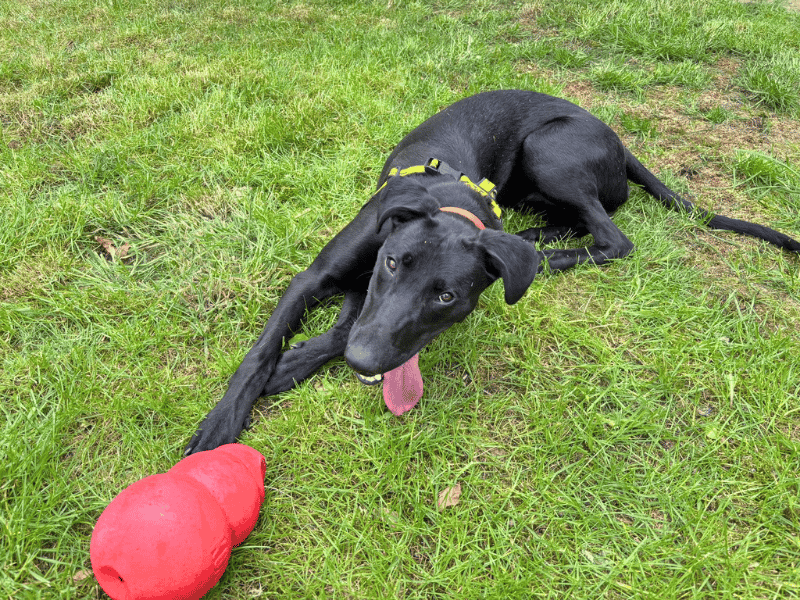 undefined | Lurcher | undefined - 3