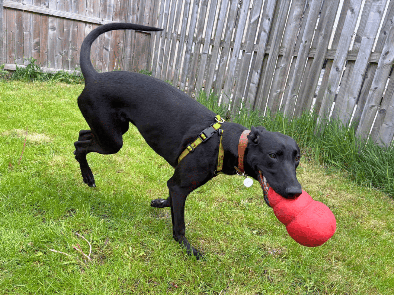 undefined | Lurcher | undefined - 4