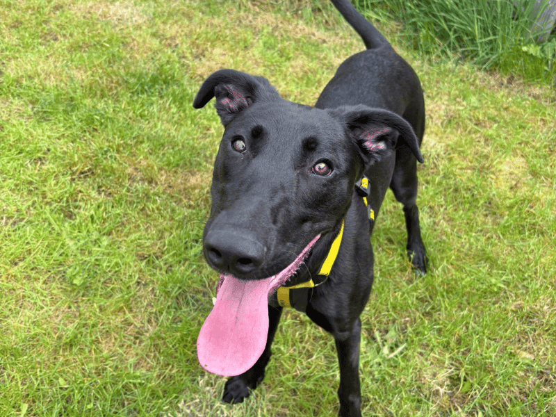 undefined | Lurcher | undefined - 1