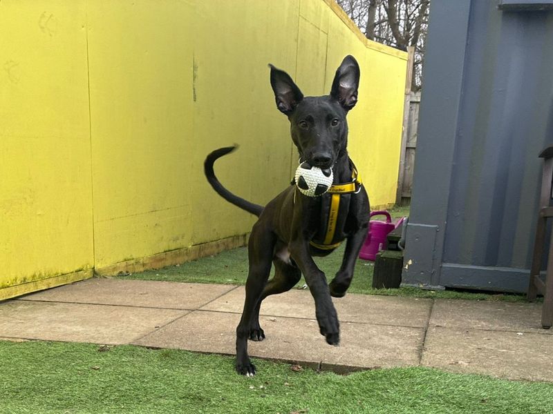 Lenny Longlegs | Lurcher | West Calder (Edinburgh) - 7